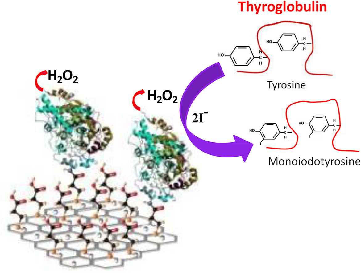 Electrochemical detection of thyroglobulin based upon biomimetic thyroid chemistry